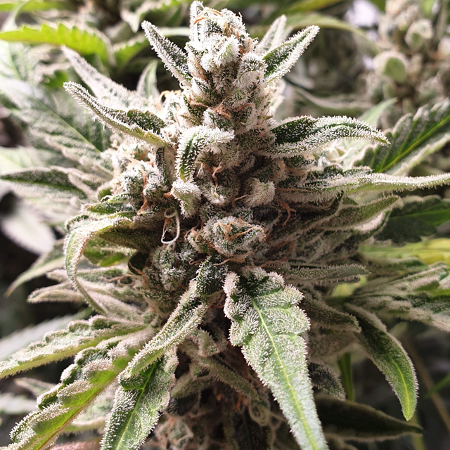 Original Sensible Seeds Do Si Dos OG Image 4